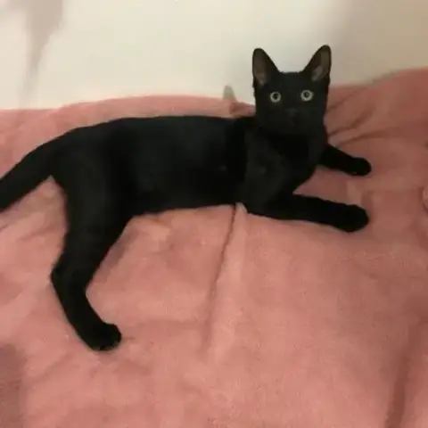 Bingo- Chaton Dynamique