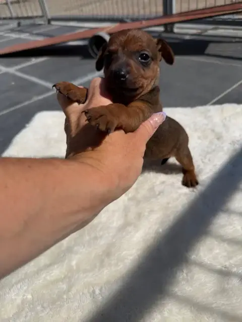 Pinscher Nain  Chiot N°2 photo 3