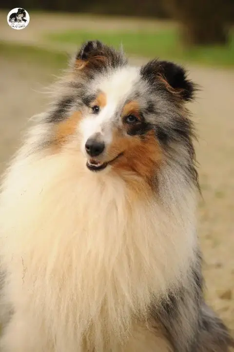 Shetland Sheepdog  Chiot N°1 Du Banc Des Hermelles photo 3