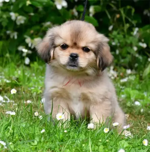 Epagneul Tibetain  Chiot N°5 De Dame Nature photo 3