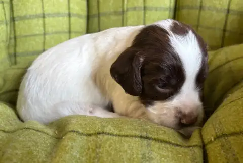 English Springer Spaniel  B............ Des Etangs De 97ef1 photo 3