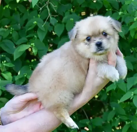 Epagneul Tibetain  Chiot N°1 De Dame Nature