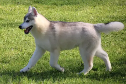 Siberian Husky  M3 Des Legendes Du Triskel photo 3