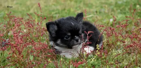 Chihuahua  Bingo De La Plaine Du Jaelma