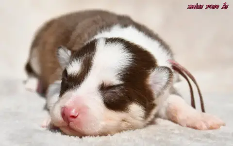 Laika De Iakoutie  Chiot 3 Des Legendes De Retz photo 3