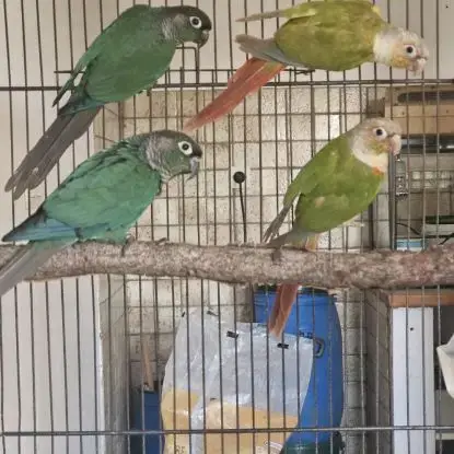 Couples Conure Molinae
