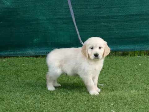 Golden Retriever photo 2