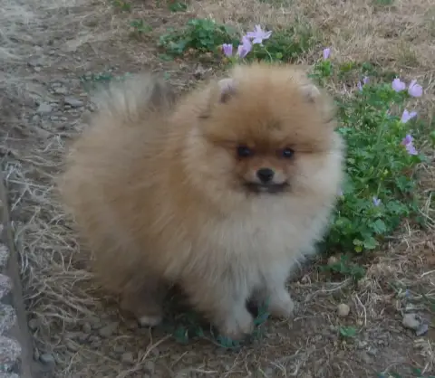 Spitz Allemand 
                        Balto Des Pet f76dd photo 2