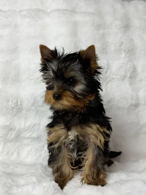 Yorkshire Terrier  Chiot 1 Du Moulin De Madjurie photo 2