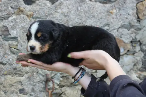 Bouvier Bernois  Chiot 7 De La Vallée De L'Hyrome photo 2