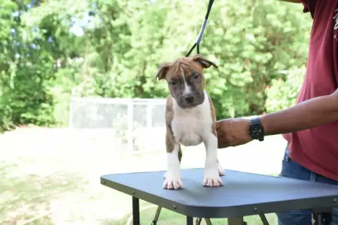 American Staffordshire Terrier  Chiot N°1 Mdk Team photo 2