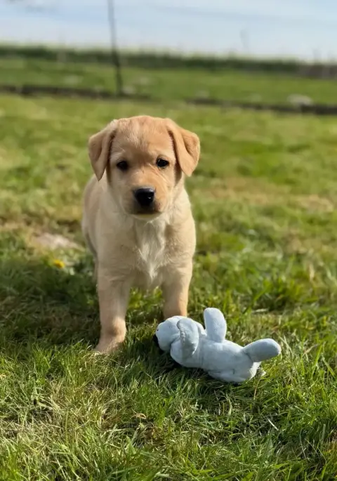 Labrador Retriever  Chiot N°7 Du Moulin De Madjurie 42487