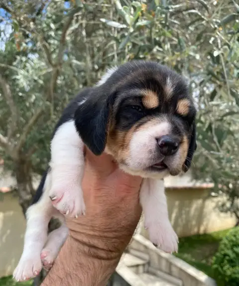 Beagle  Bronx De Marcoutel