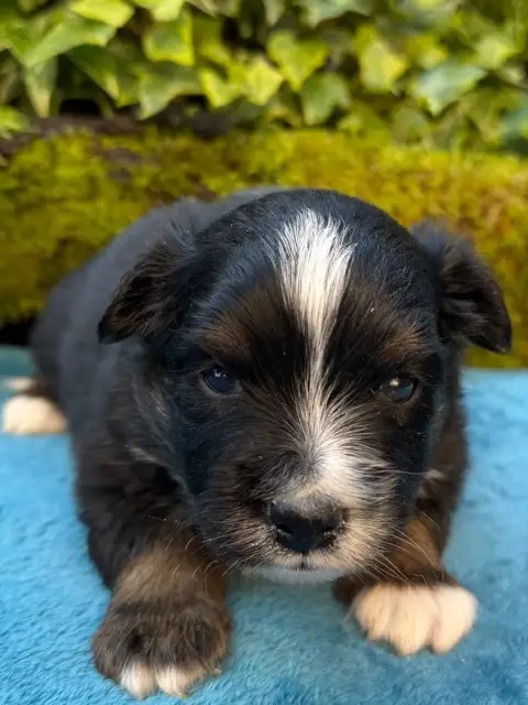 Berger Américain Miniature  Chiot N°2 De La Cour Des  dff56 photo 2