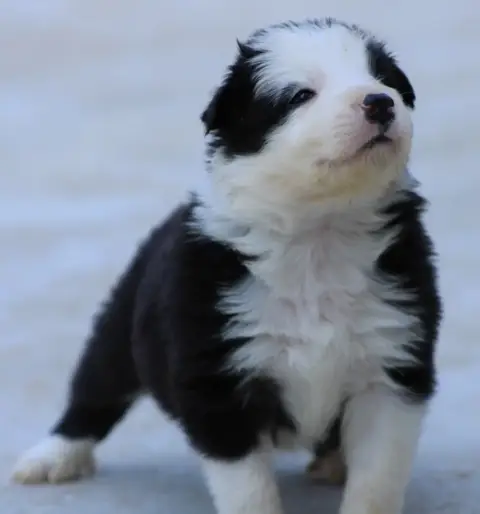 Border Collie 
                        Collier Blanc  a983f