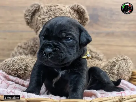 Cane Corso  Collier Gold De La Treizieme Legion photo 2