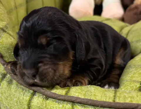 Cocker Spaniel Anglais  B................... Des Etan 387e6 photo 3