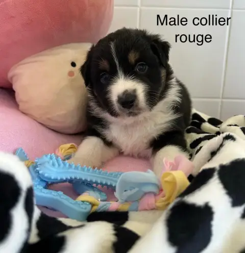 Berger Australien  Chiot N°3