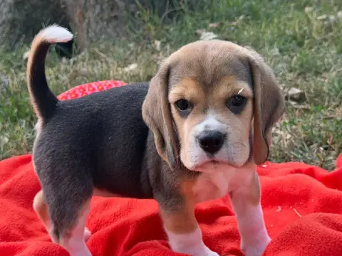 Beagle  Chiot N°6 Du Moulin De Madjurie