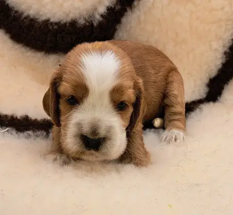 Cocker Spaniel Anglais  Britney photo 2