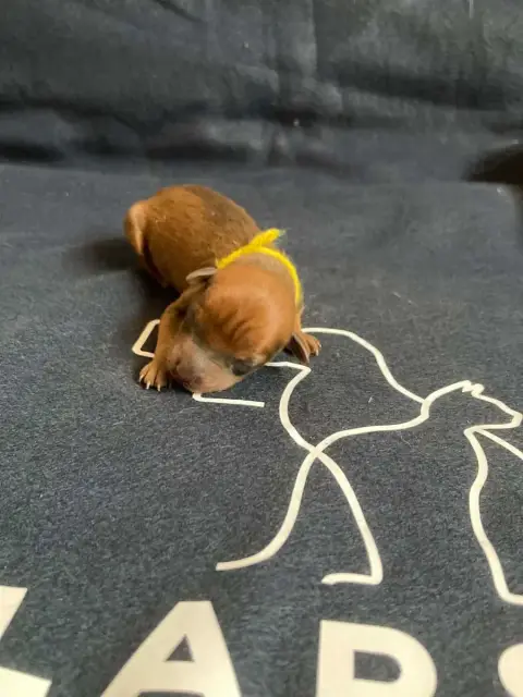 Pinscher Nain  Chiot N°3 Collier Jaune Du Hameau Des  b3b11 photo 2