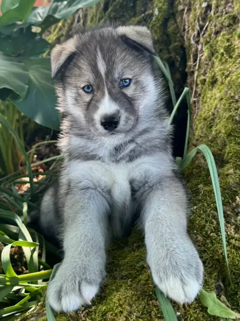 Siberian Husky  Butcher De The King Ricci photo 2