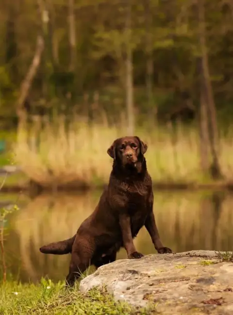 Labrador Retriever  Chiot N°1 De La Brie Des Etangs 0321b photo 3