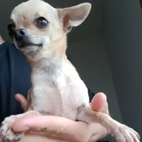 Chihuahua