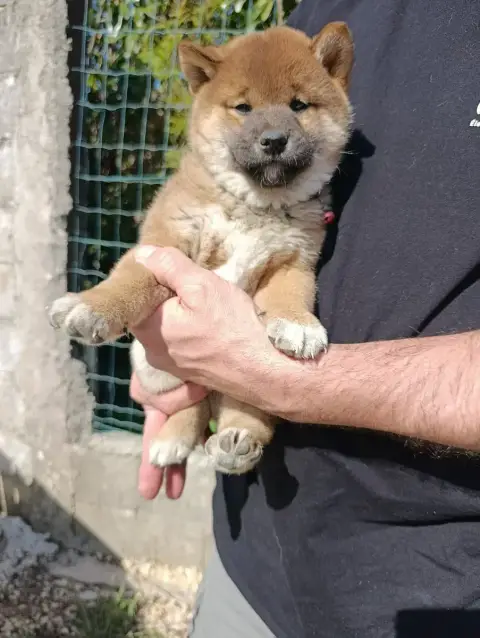 Shiba  Chiot Fauve Des Plaines D'Ardennie