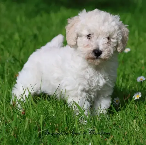 Caniche  Bigoudi Du Bois De Morchène