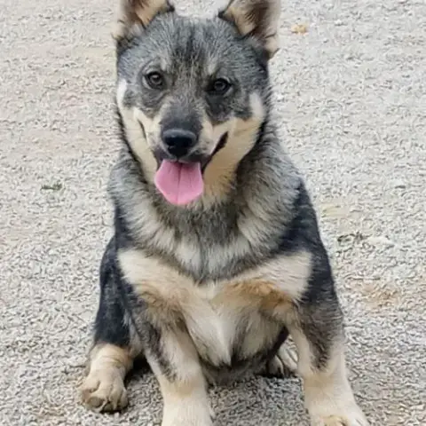 Magnifique Chiot Spitz De Visigoths