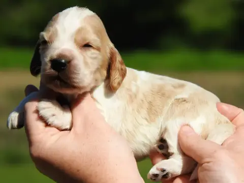 Cocker Spaniel Anglais  Mâle Orange Et Blanc Rouan Du ec5f8