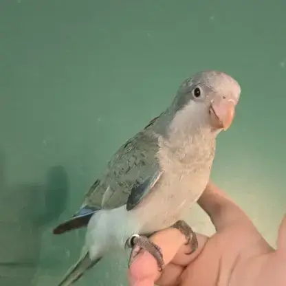 Conure Souris Veuve Quaker Eam