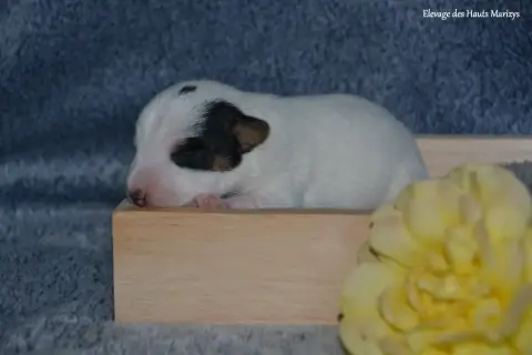 Jack Russell Terrier photo 2