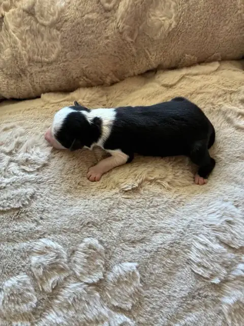 Berger Américain Miniature  Chiot 2 De La Bergerie D' f0653