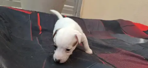 Jack Russell Terrier  Chiot 3 De L'Etang De Rochefort c104f photo 2