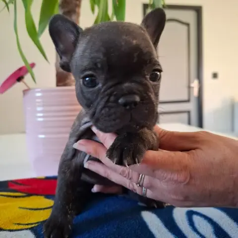 Bouledogue Français  B Du Monde De Cali photo 2