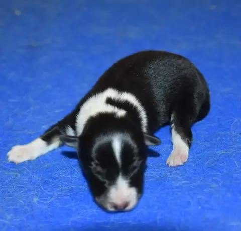 Shetland Sheepdog