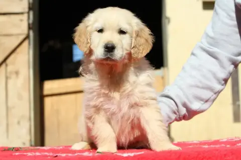 Golden Retriever  Batman De La Tombée De La Nuit