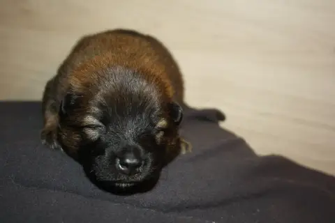 Eurasier  Collier Rose Des Oursons De La Fee photo 2