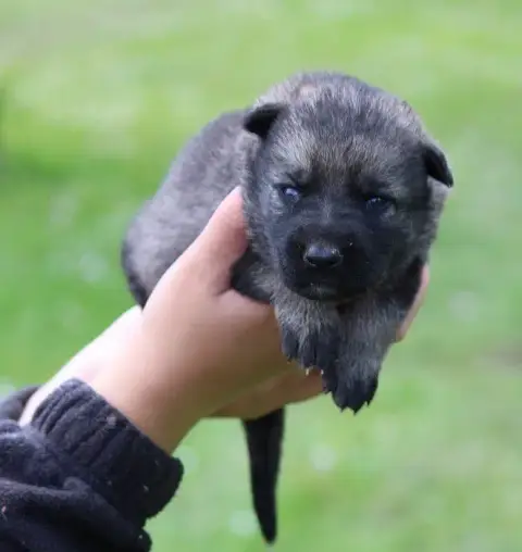Berger Allemand  Chiot 3 Des Crocs De Heurtevent