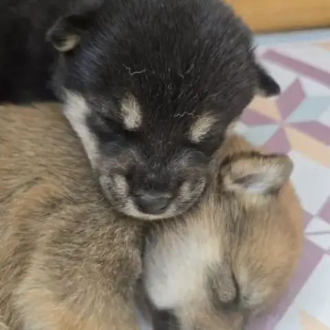 Chiots Shiba Noir Et Roux