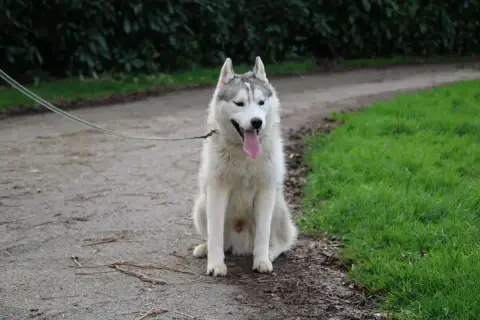 Siberian Husky  Asterix Gris Des Legendes Du Triskel 5957a photo 2