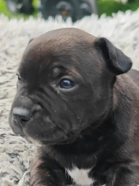 Staffordshire Bull Terrier  Chiot N°1 Des Ecrins Du G 983d0 photo 2