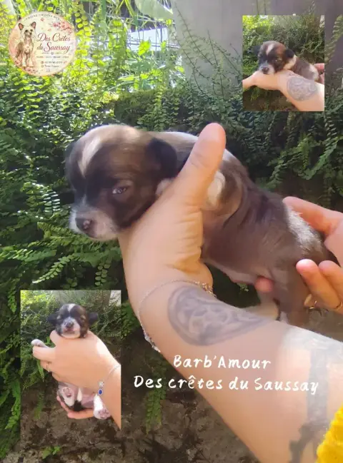 Chien Chinois À Crête  Barb'Amour Des Crêtes Du Sauss c6abd