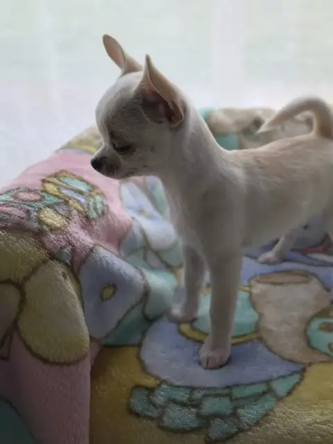 Chihuahua  Baby Boo Du Domaine Des Grands Causses photo 3
