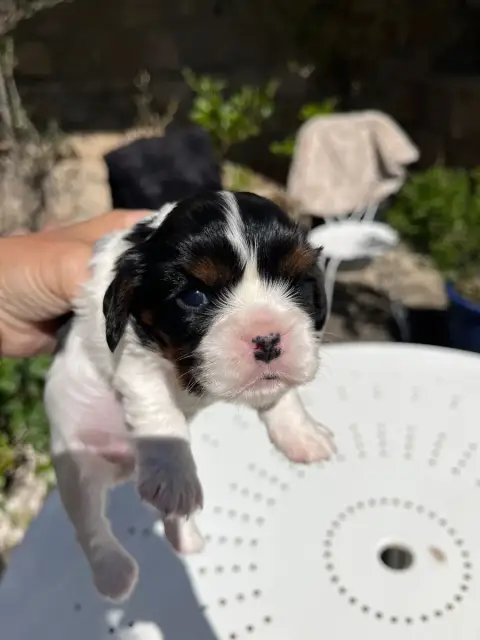 Cavalier King Charles Spaniel  Chiot N°2 La Panière A 35503
