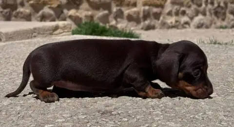 Teckel Poil Ras  Chiot 2 Du Brionnais Doré