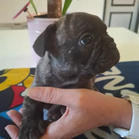 Bouledogue Français  B Du Monde De Cali photo 2