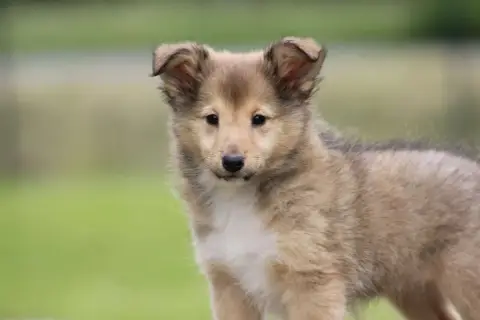 Shetland Sheepdog  Chiot N°3 De L'Angelarde photo 2